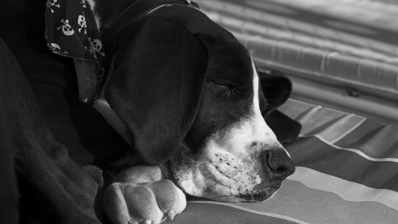 Wallpaper dog, muzzle, sleep, black white