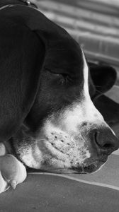 Preview wallpaper dog, muzzle, sleep, black white