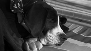 Preview wallpaper dog, muzzle, sleep, black white