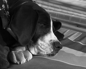 Preview wallpaper dog, muzzle, sleep, black white