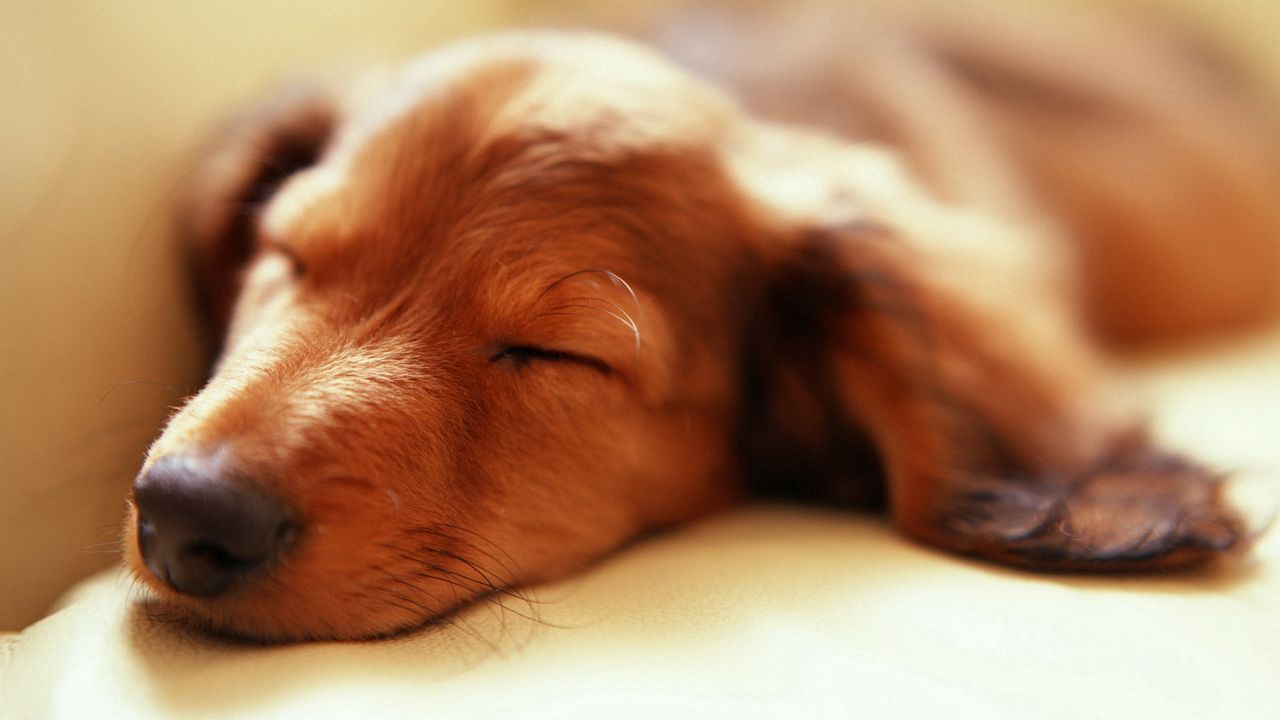 Wallpaper dog, muzzle, sleep, fluffy