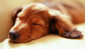 Preview wallpaper dog, muzzle, sleep, fluffy