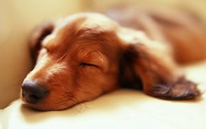 Preview wallpaper dog, muzzle, sleep, fluffy