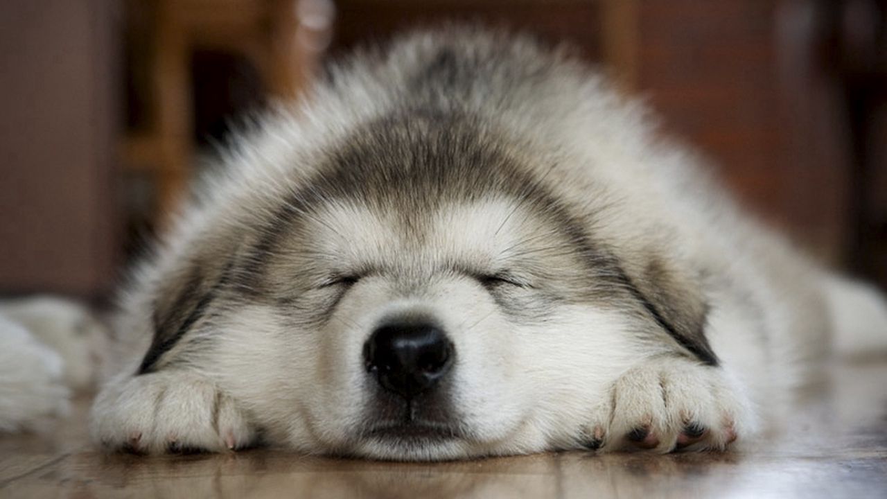 Wallpaper dog, muzzle, sleep, feet