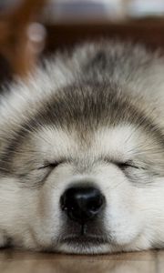 Preview wallpaper dog, muzzle, sleep, feet