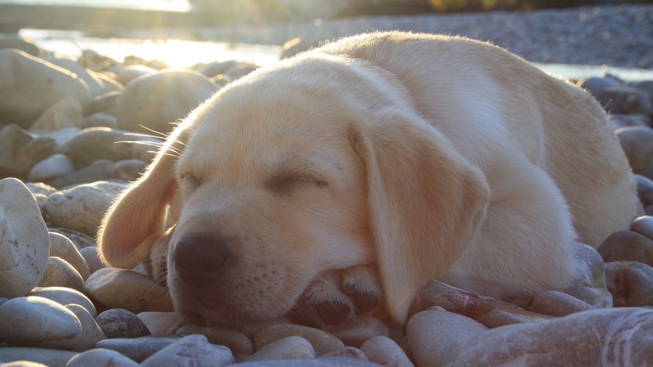 Wallpaper dog, muzzle, sleep, labrador, cute