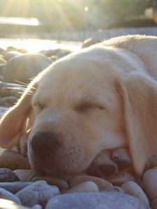 Preview wallpaper dog, muzzle, sleep, labrador, cute