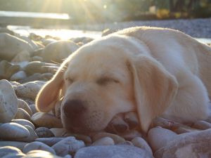 Preview wallpaper dog, muzzle, sleep, labrador, cute