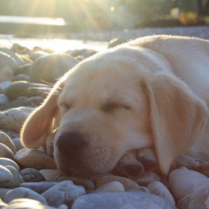 Preview wallpaper dog, muzzle, sleep, labrador, cute