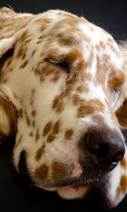 Preview wallpaper dog, muzzle, sleep, spotted