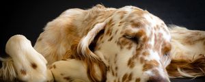 Preview wallpaper dog, muzzle, sleep, spotted