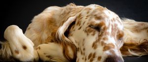 Preview wallpaper dog, muzzle, sleep, spotted