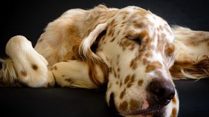 Preview wallpaper dog, muzzle, sleep, spotted