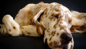 Preview wallpaper dog, muzzle, sleep, spotted