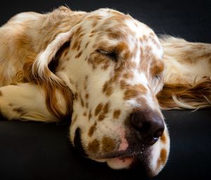 Preview wallpaper dog, muzzle, sleep, spotted