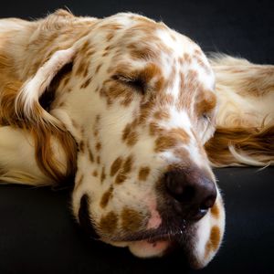 Preview wallpaper dog, muzzle, sleep, spotted