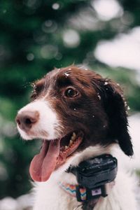 Preview wallpaper dog, muzzle, snow, glare, collar