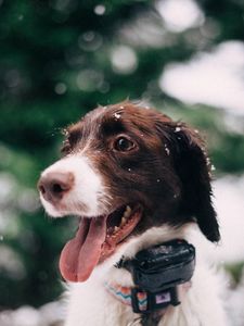 Preview wallpaper dog, muzzle, snow, glare, collar