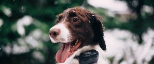 Preview wallpaper dog, muzzle, snow, glare, collar
