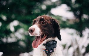 Preview wallpaper dog, muzzle, snow, glare, collar