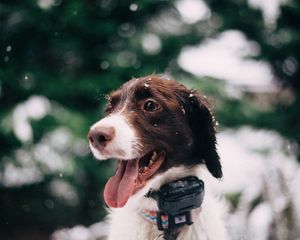 Preview wallpaper dog, muzzle, snow, glare, collar