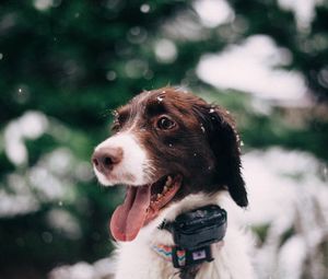 Preview wallpaper dog, muzzle, snow, glare, collar