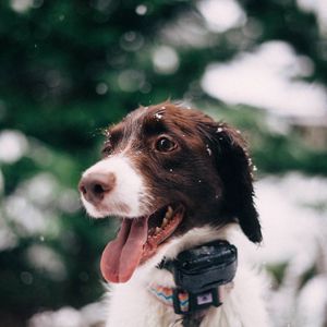 Preview wallpaper dog, muzzle, snow, glare, collar