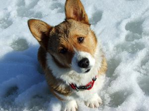 Preview wallpaper dog, muzzle, snow, curiosity, expectation