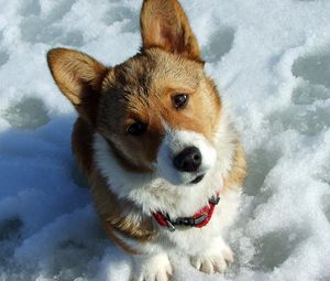 Preview wallpaper dog, muzzle, snow, curiosity, expectation