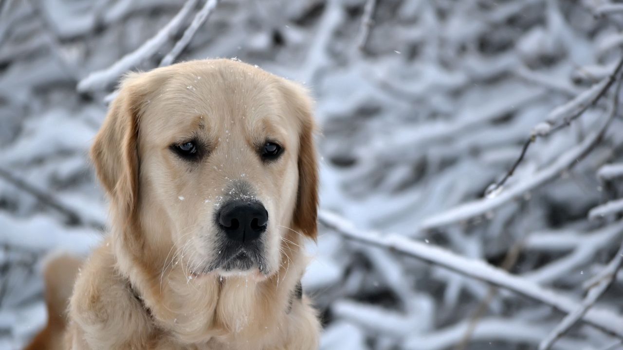Wallpaper dog, muzzle, snow, sadness, labrador