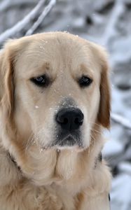 Preview wallpaper dog, muzzle, snow, sadness, labrador