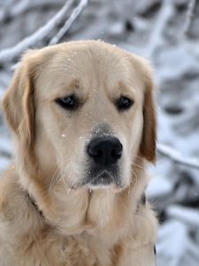 Preview wallpaper dog, muzzle, snow, sadness, labrador