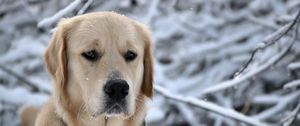 Preview wallpaper dog, muzzle, snow, sadness, labrador