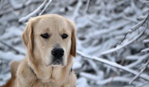 Preview wallpaper dog, muzzle, snow, sadness, labrador