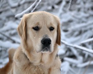 Preview wallpaper dog, muzzle, snow, sadness, labrador