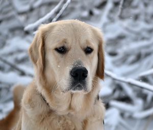 Preview wallpaper dog, muzzle, snow, sadness, labrador