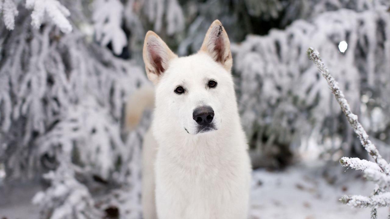 Wallpaper dog, muzzle, snow, eyes
