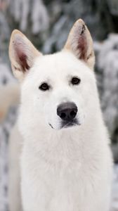 Preview wallpaper dog, muzzle, snow, eyes