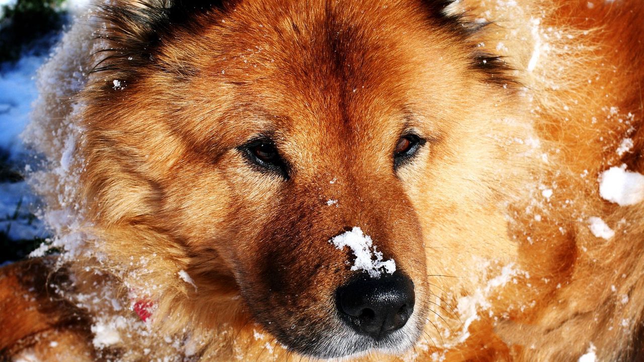 Wallpaper dog, muzzle, snow