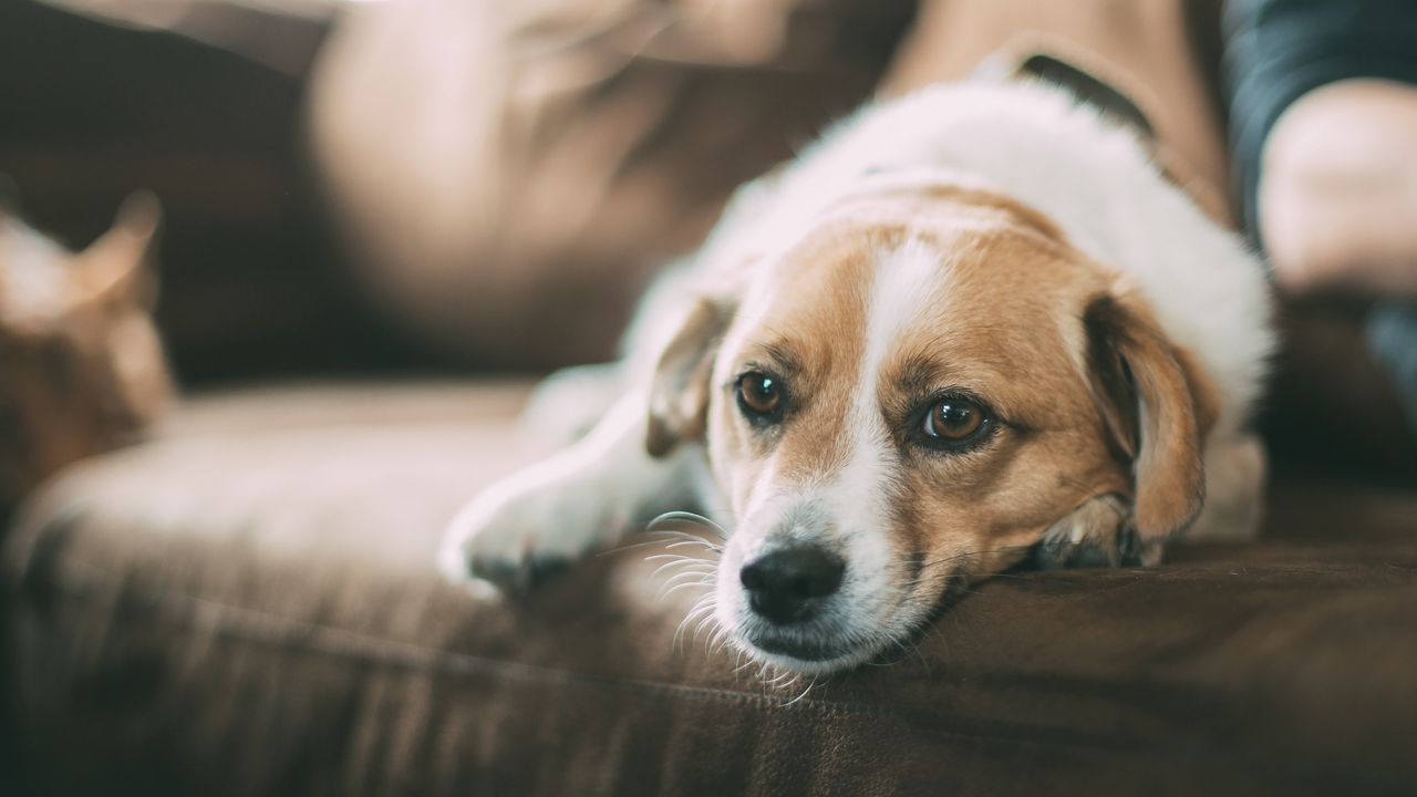 Wallpaper dog, muzzle, sofa, lying