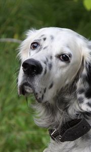 Preview wallpaper dog, muzzle, spotted, fluffy, grass