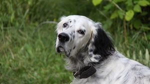 Preview wallpaper dog, muzzle, spotted, fluffy, grass