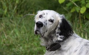 Preview wallpaper dog, muzzle, spotted, fluffy, grass