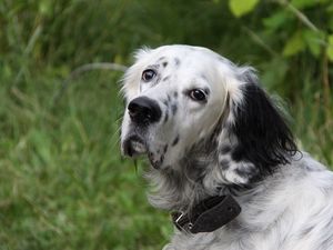 Preview wallpaper dog, muzzle, spotted, fluffy, grass