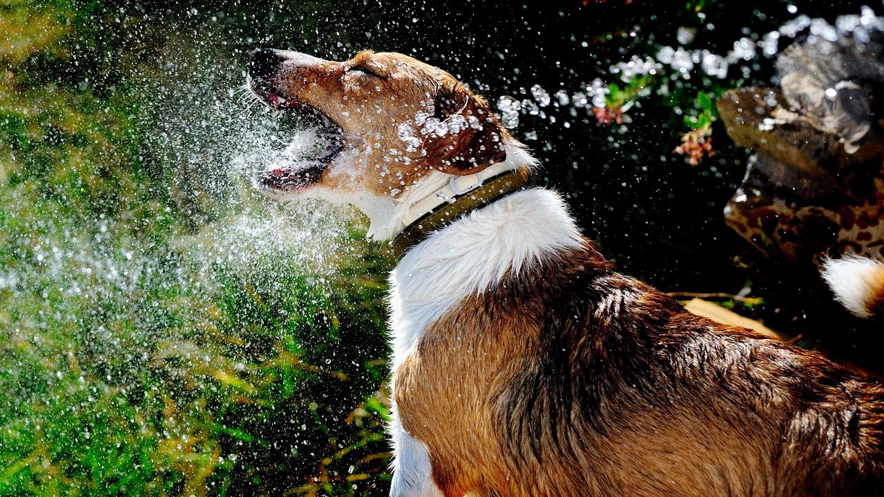 Wallpaper dog, muzzle, spray, water, splash