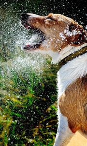 Preview wallpaper dog, muzzle, spray, water, splash