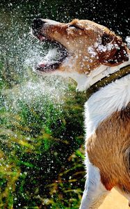 Preview wallpaper dog, muzzle, spray, water, splash