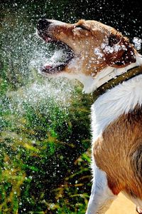 Preview wallpaper dog, muzzle, spray, water, splash