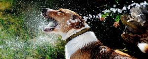 Preview wallpaper dog, muzzle, spray, water, splash
