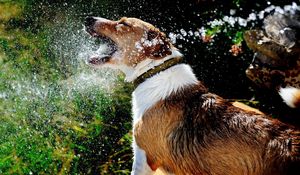 Preview wallpaper dog, muzzle, spray, water, splash